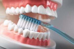 person brushing a model of teeth